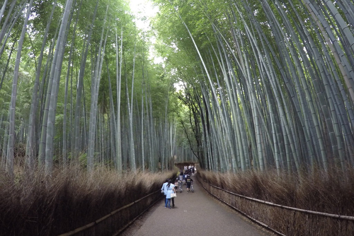 13.Arashiyama