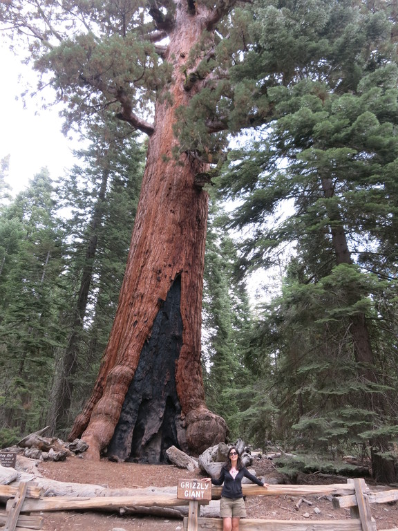 10.Mariposa Grove