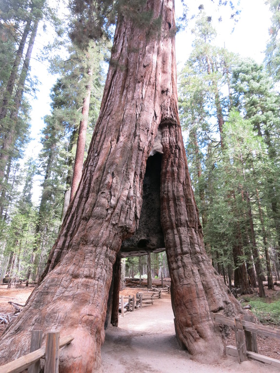 11.Mariposa Grove