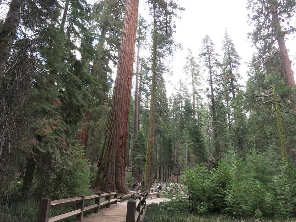 4.Mariposa Grove