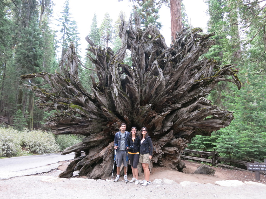 5.Mariposa Grove