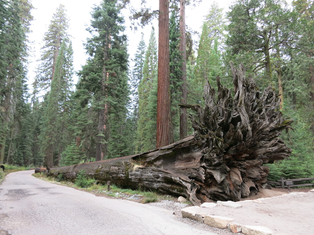 6.Mariposa Grove