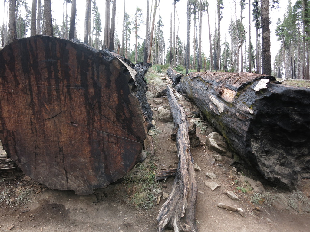 7.Mariposa Grove