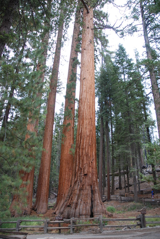 8.Mariposa Grove