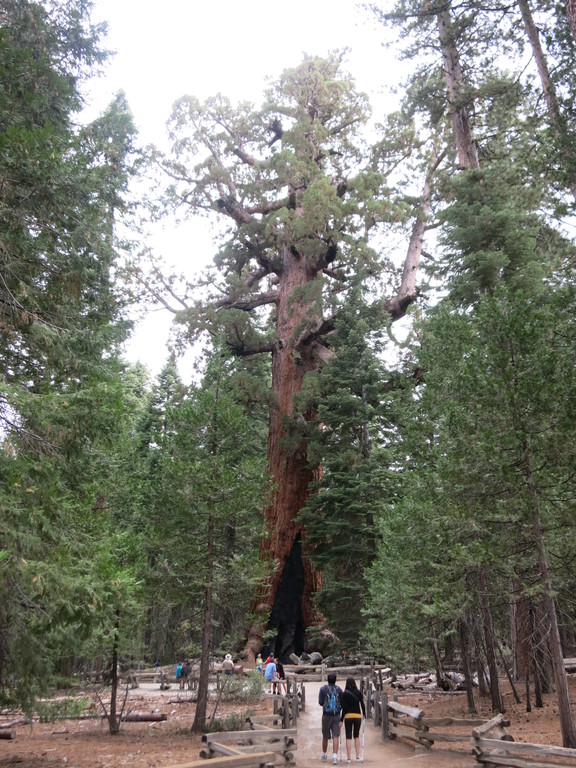 9.Mariposa Grove