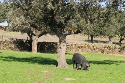 dehesa extremeña
